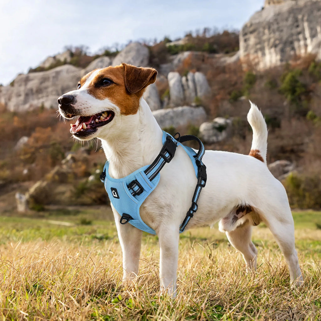 Escape Proof Dog Harness with Leash